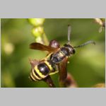 Symmorphus gracilis  - Lehmwespe 01c 7mm.jpg